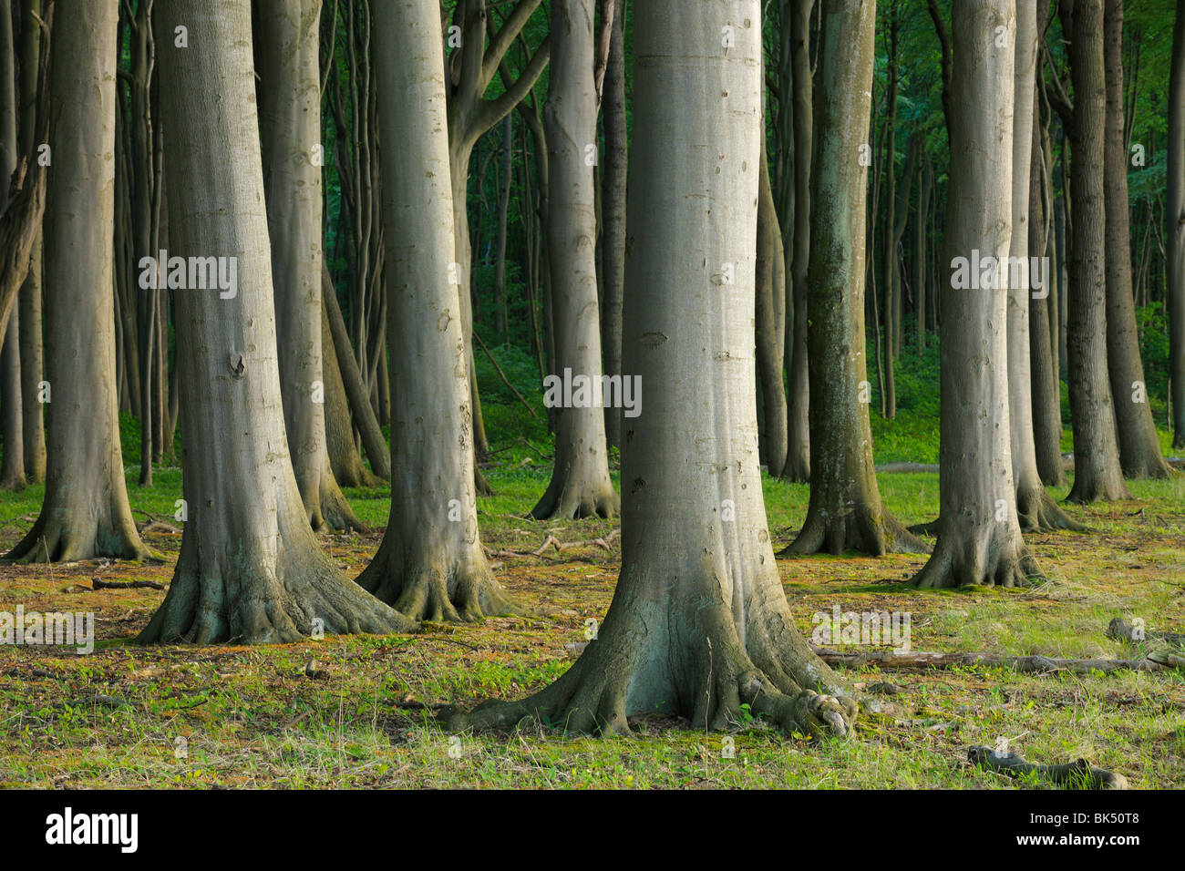 Beech Trees, Nienhagen, Bad Doberan, Western Pomerania, Mecklenburg ...