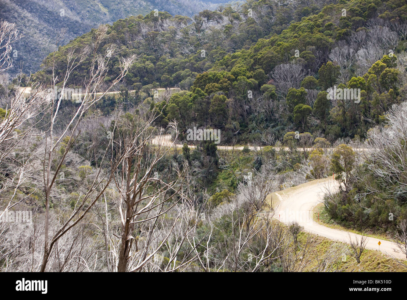 Forest killed by bush fires in the Snowy Mountains, Australia. Stock Photo