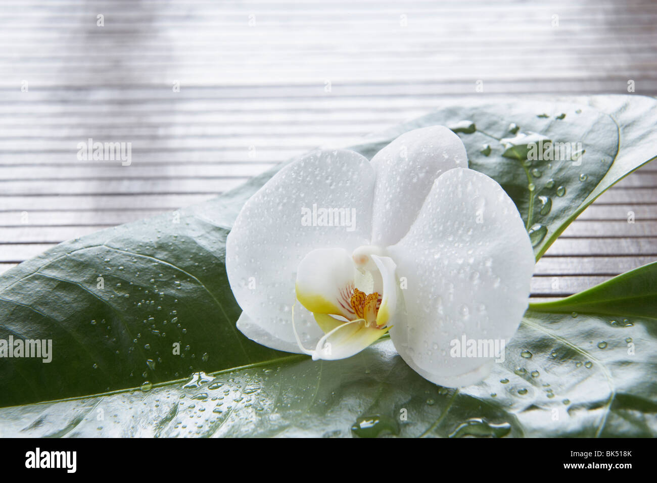 Closeup of Orchid Stock Photo Alamy