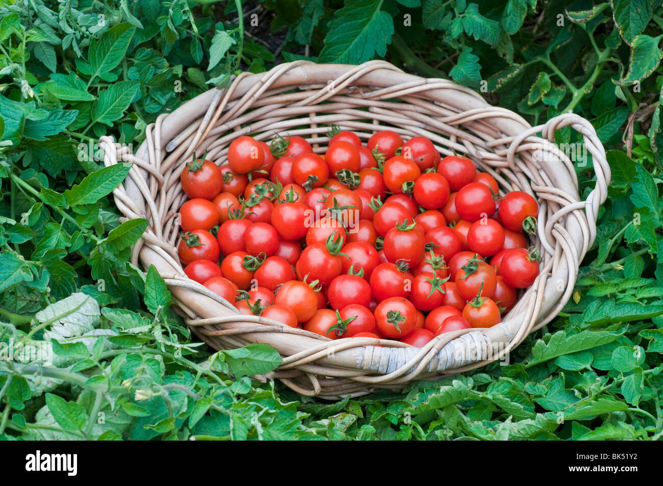 Freshly harvested cherry tomatoes in a basket Stock Photo