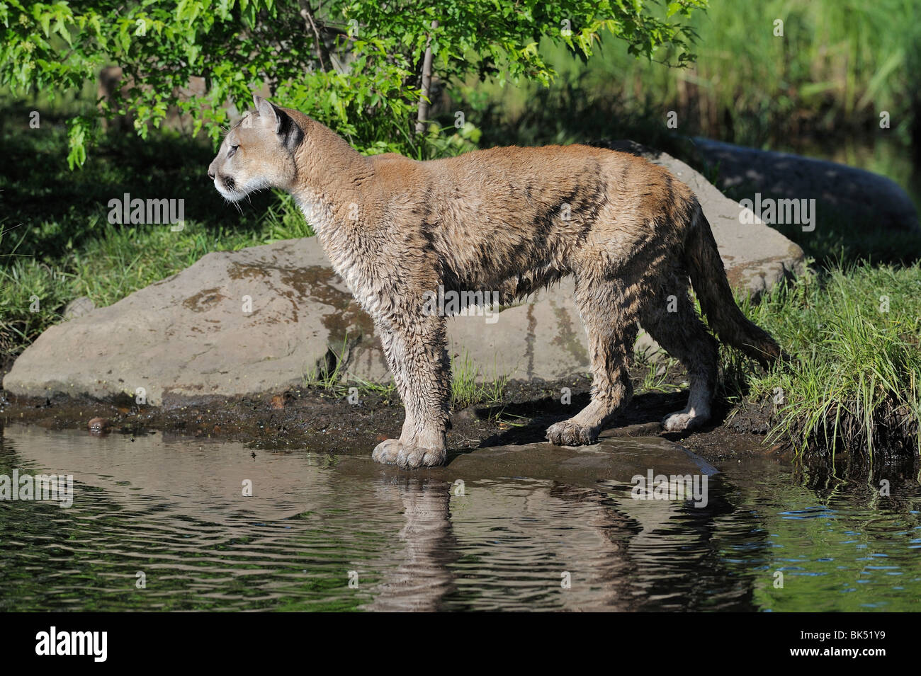 Mountain Lion, Minnesota, USA Stock Photo Alamy