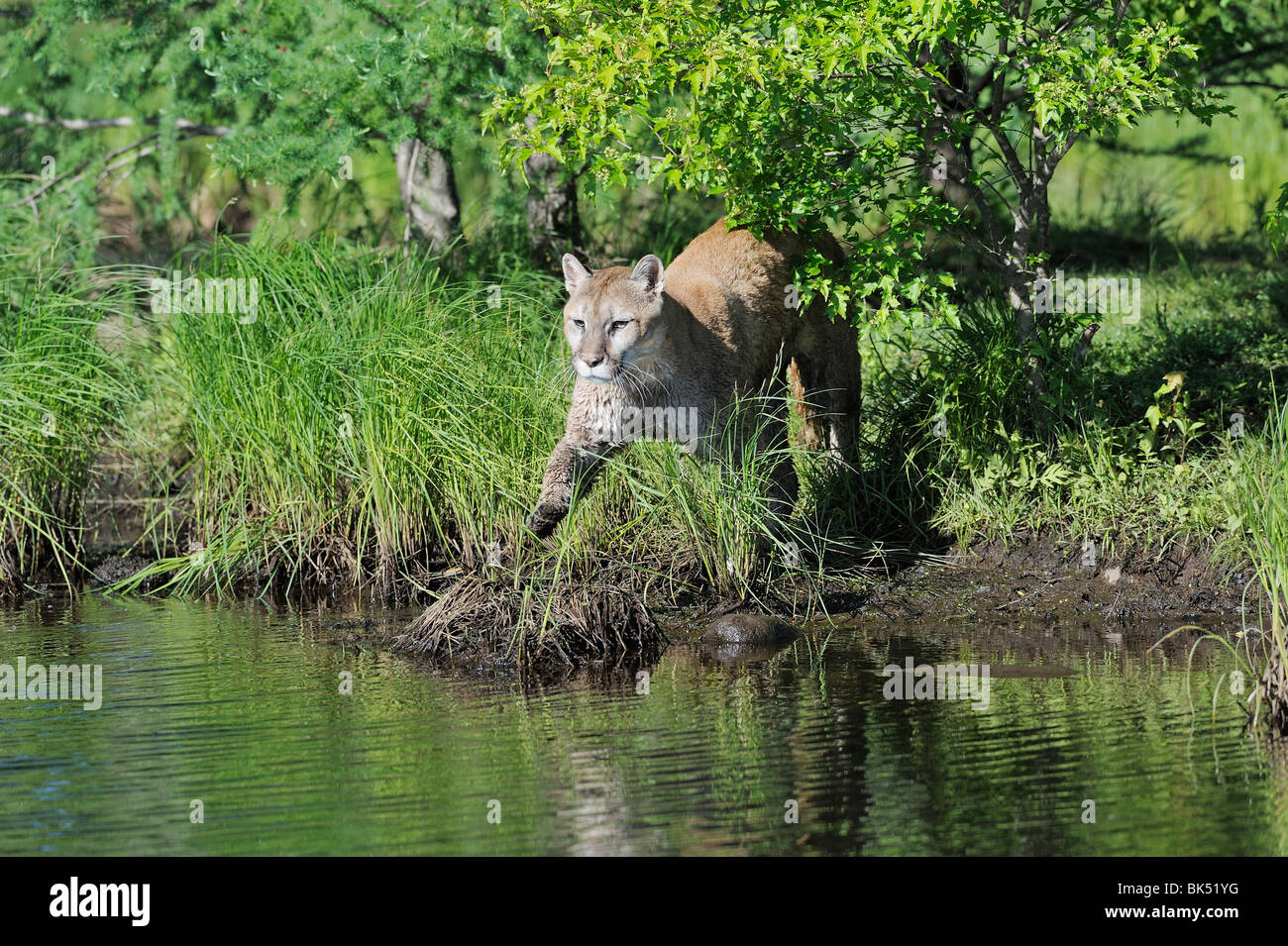Mountain Lion, Minnesota, USA Stock Photo Alamy