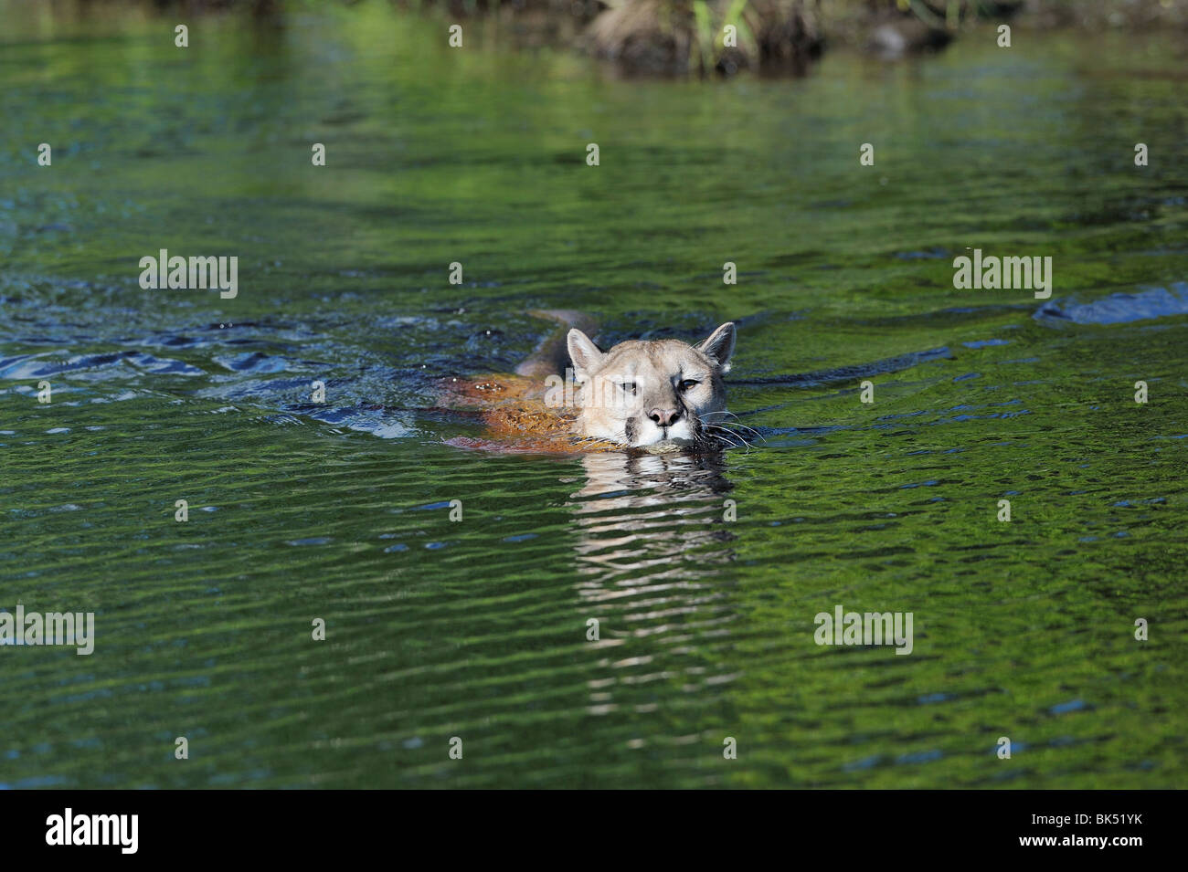 Mountain Lion Swimming. Minnesota, USA Stock Photo Alamy