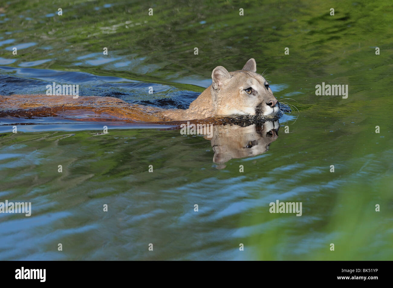 Swimming puma felis concolor hi-res stock photography and images - Alamy