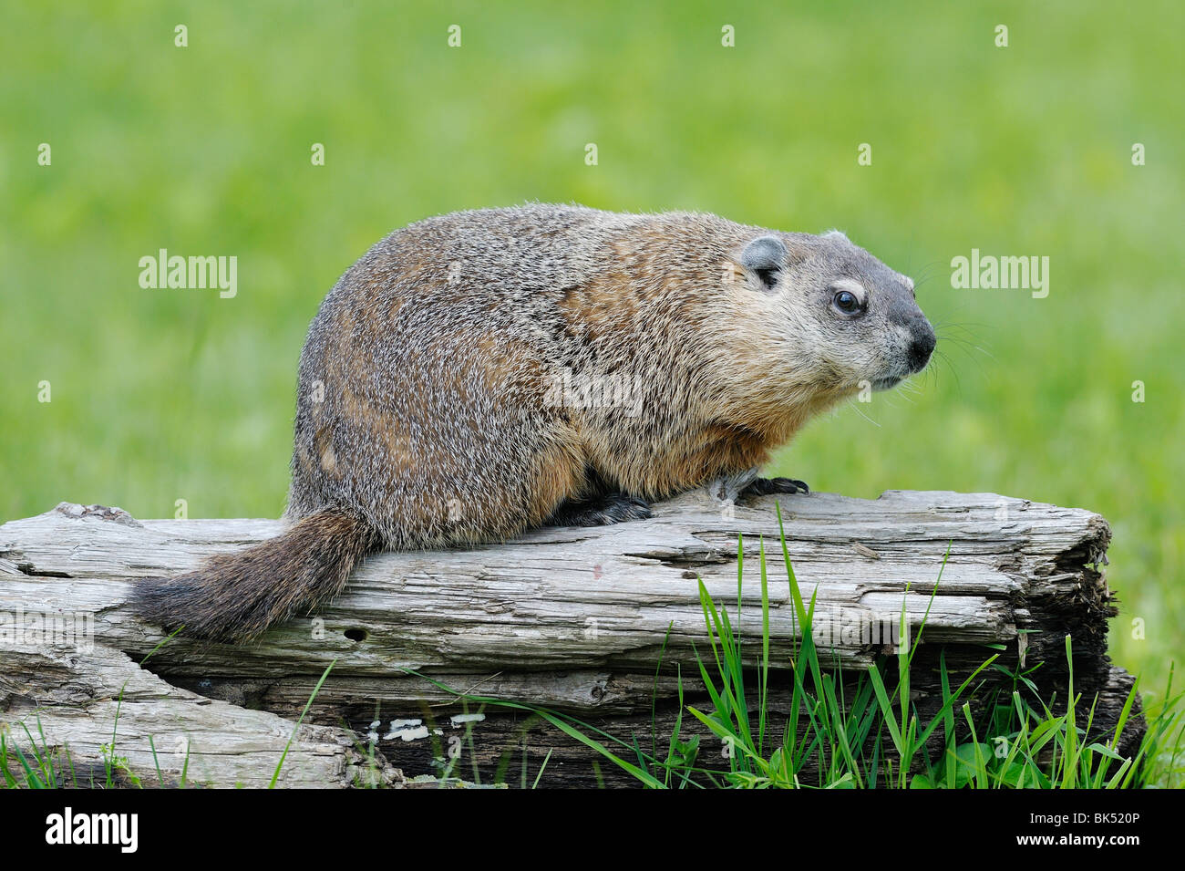 Groundhog, Minnesota, USA Stock Photo Alamy