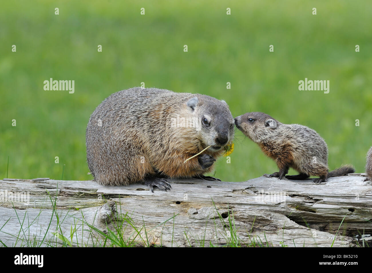 Groundhog with Young, Minnesota, USA Stock Photo