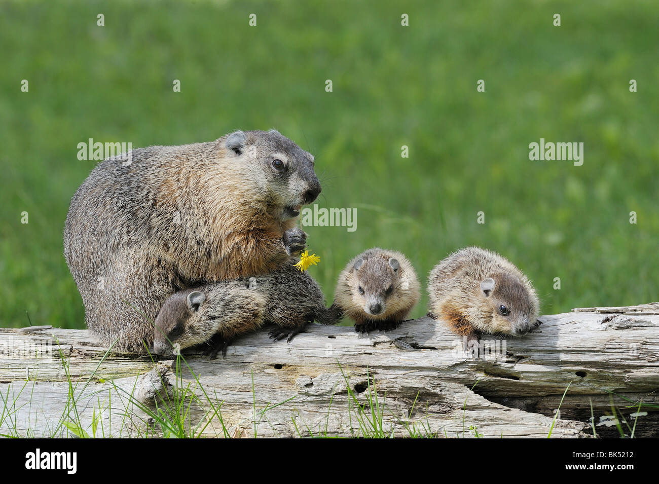 Groundhog with Young, Minnesota, USA Stock Photo