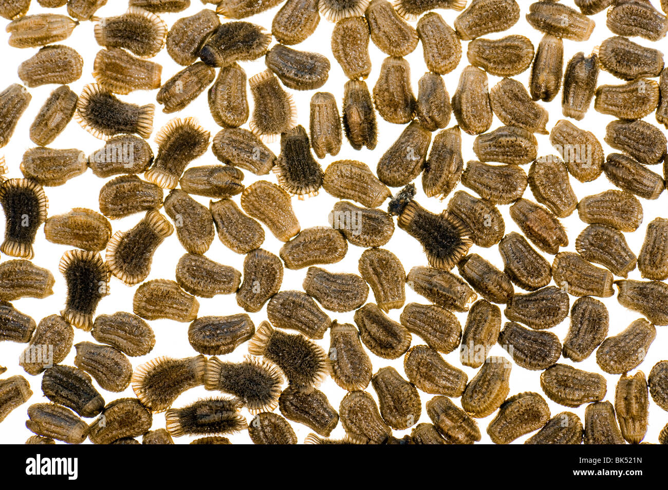 Eggs of stick insect hires stock photography and images Alamy