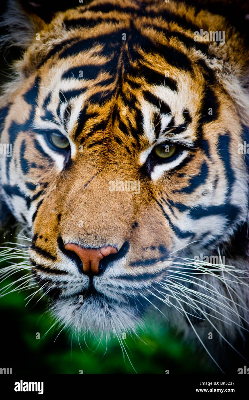 Sumatran tiger - Panthere tigris sumatrae Stock Photo