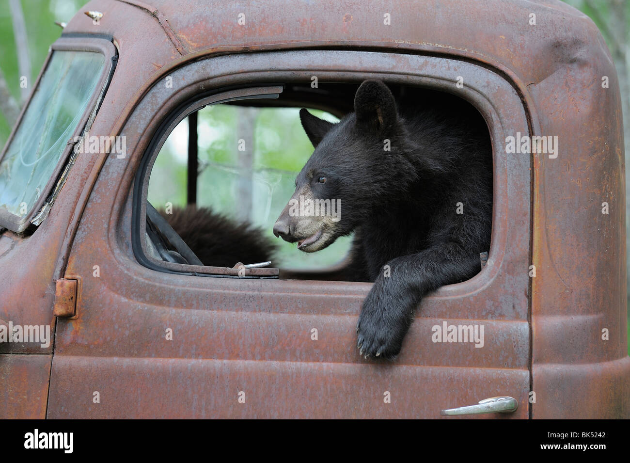 Black Bear in Old Truck, Minnesota, USA Stock Photo