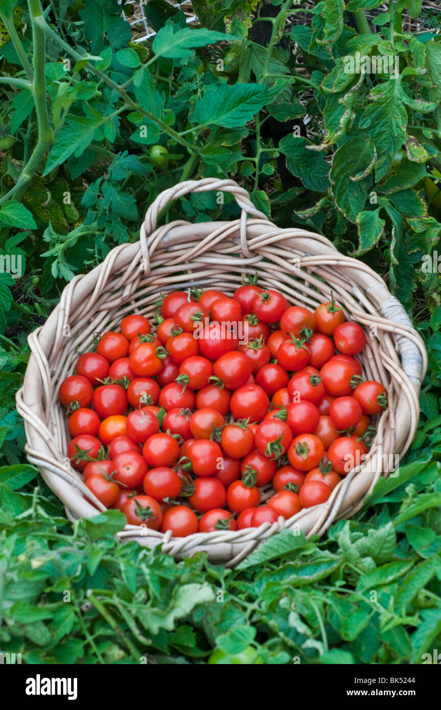 Freshly harvested cherry tomatoes in a basket Stock Photo - Alamy