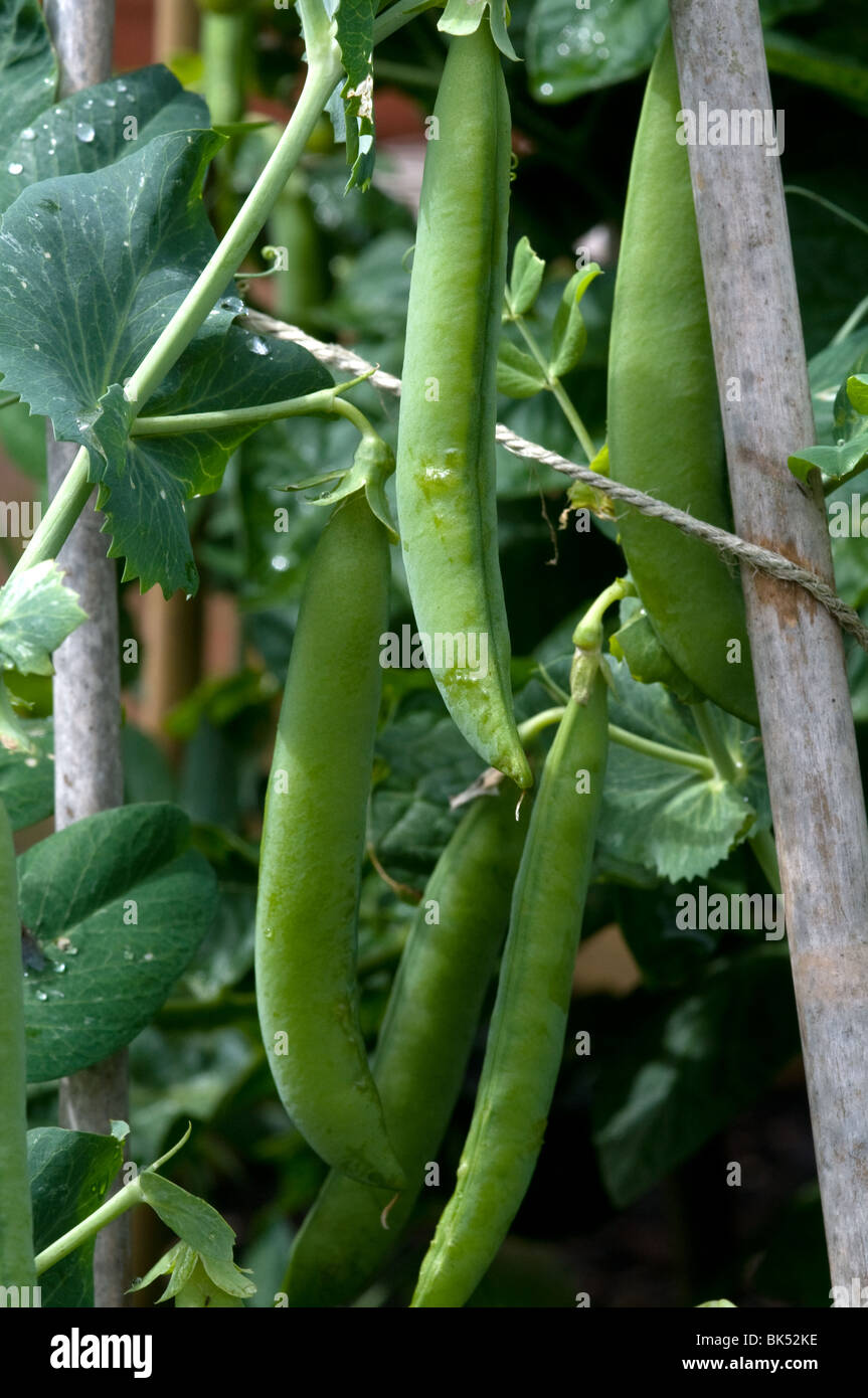 Peas Hurst Green Shaft Stock Photo Alamy