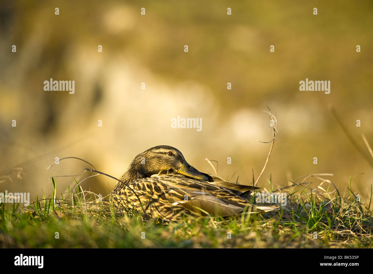 potrait of a female wild duck sitting in the evening light green shining head portrait of a female wild duck bill beak yellow Stock Photo