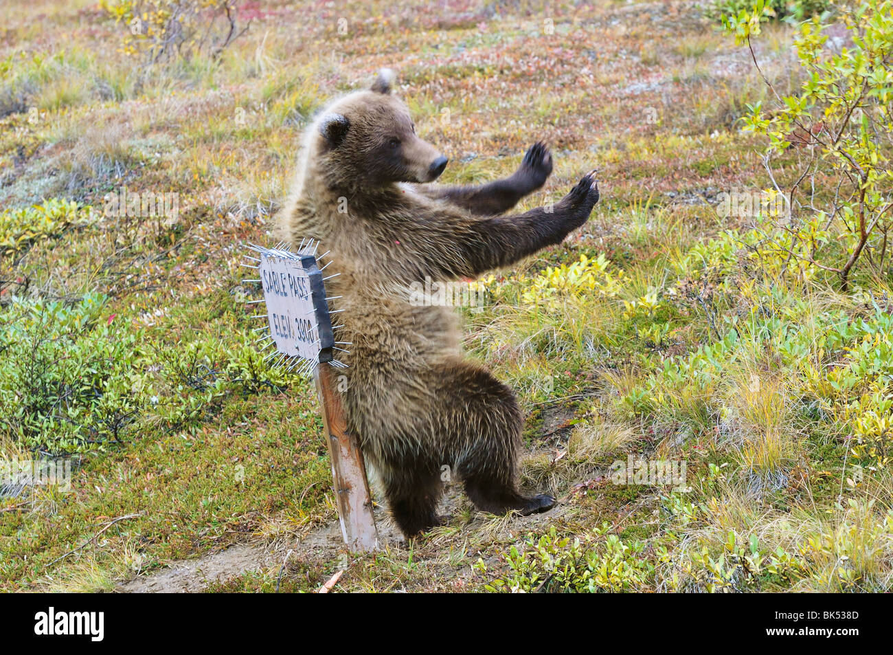 Grizzly Bear, Denali National Park and Preserve, Alaska, USA Stock Photo