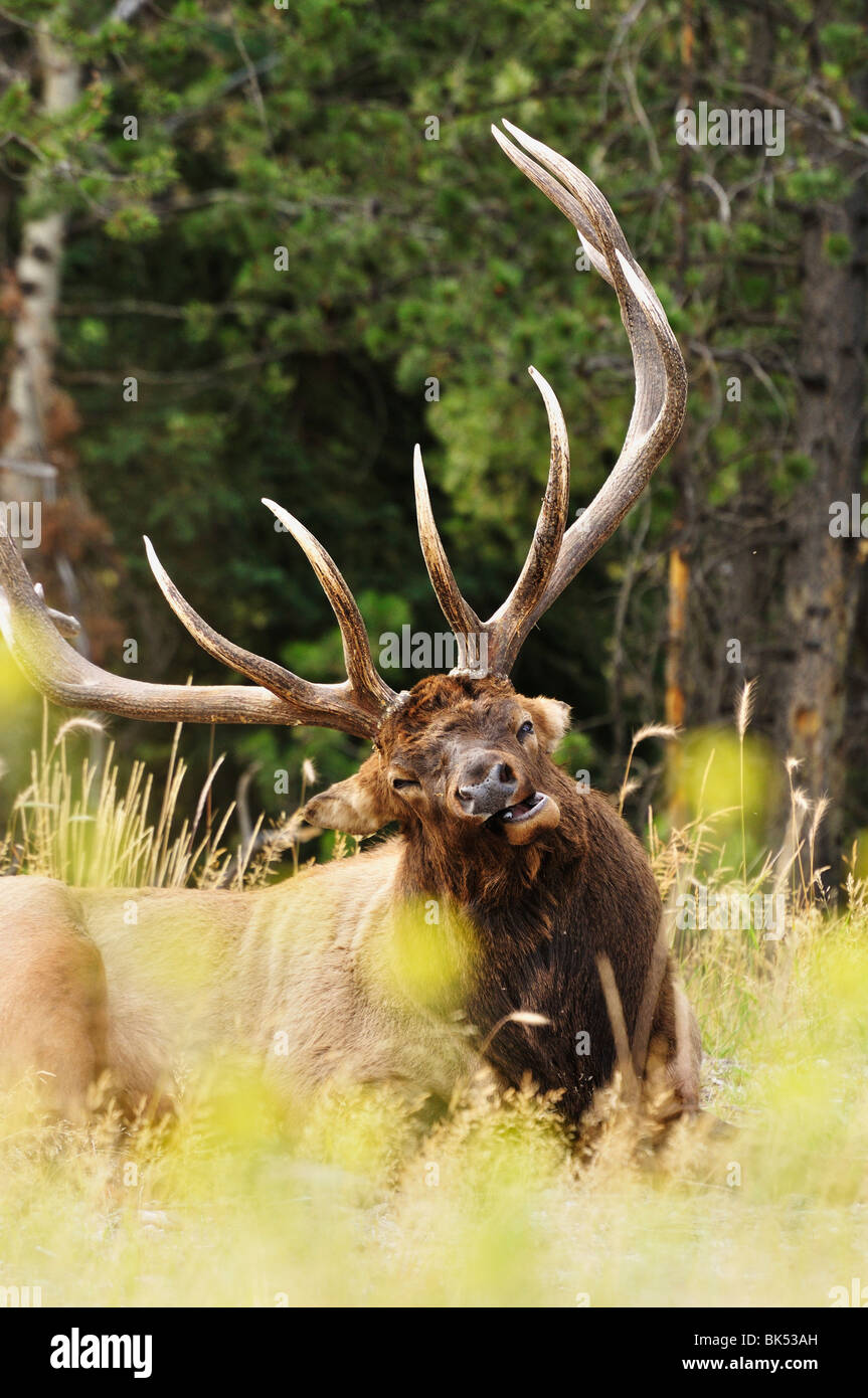 Elk, Jasper National Park, Alberta, Canada Stock Photo Alamy