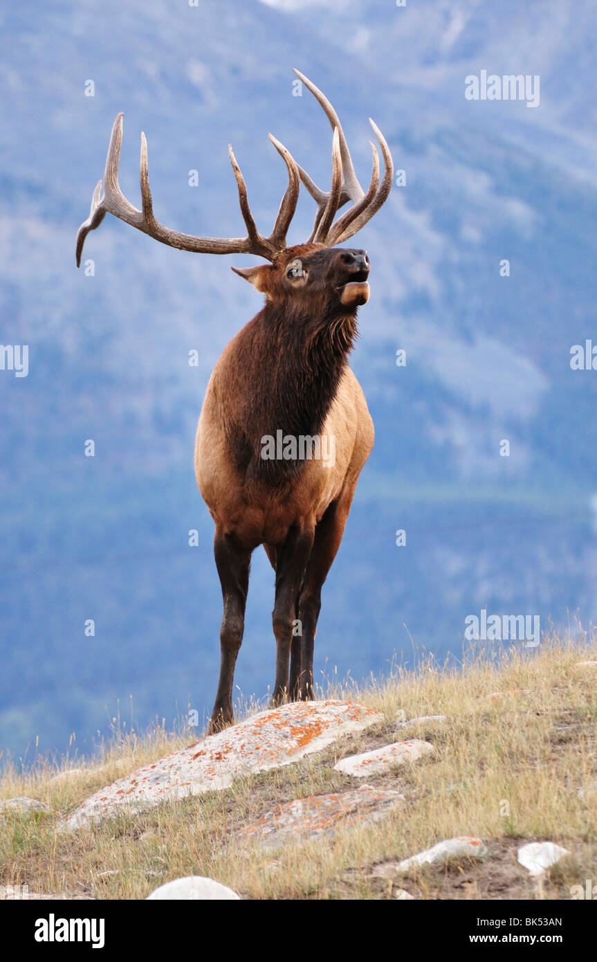 Elk, Jasper National Park, Alberta, Canada Stock Photo Alamy