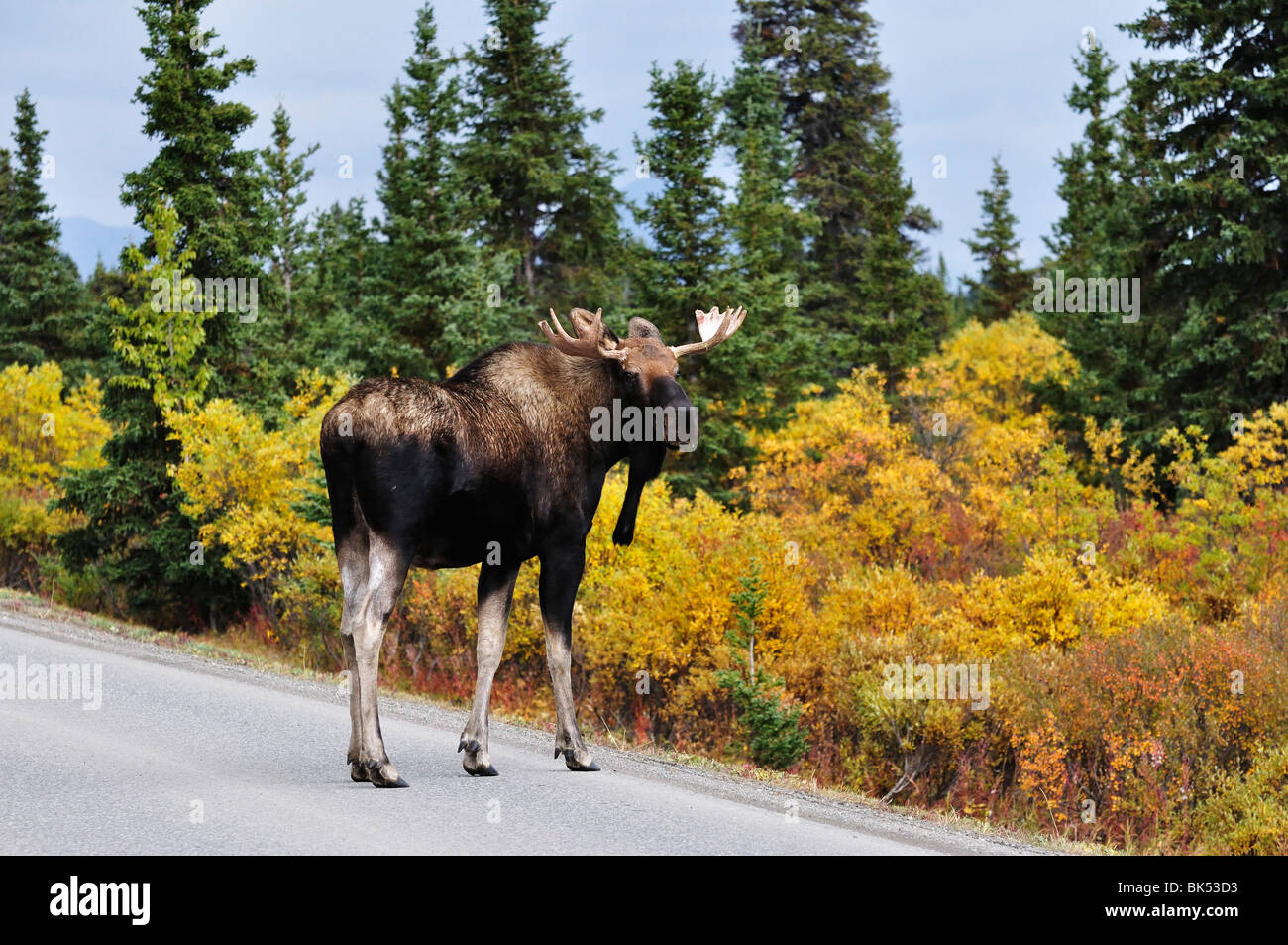 Bull Moose Crossing the Road, Denali National Park, Alaska, USA Stock