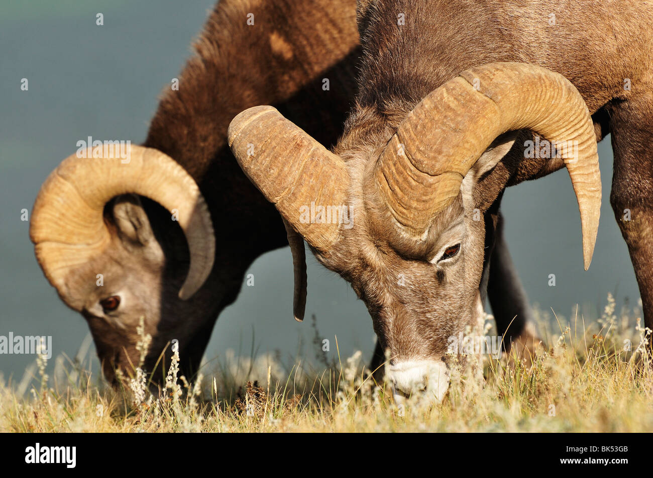 Bighhorn Sheep Eating, Jasper National Park, Alberta, Canada Stock Photo