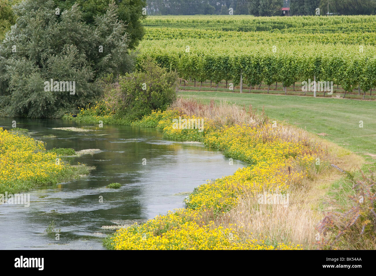 Blenheim, South Island, New Zealand Stock Photo Alamy
