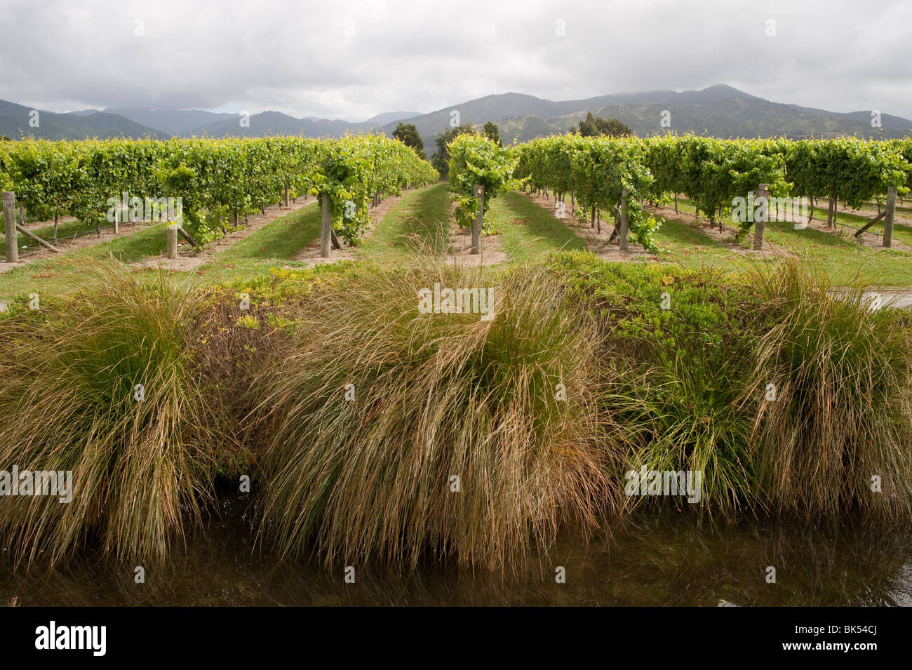 Blenheim, South Island, New Zealand Stock Photo Alamy