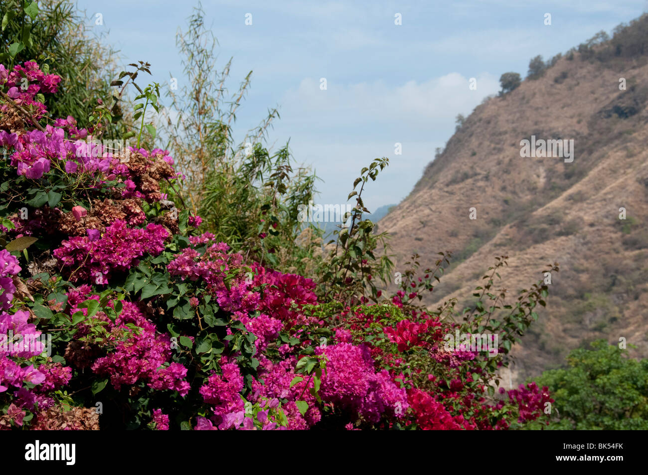 Flowers Solola Department Guatemala Stock Photo Alamy