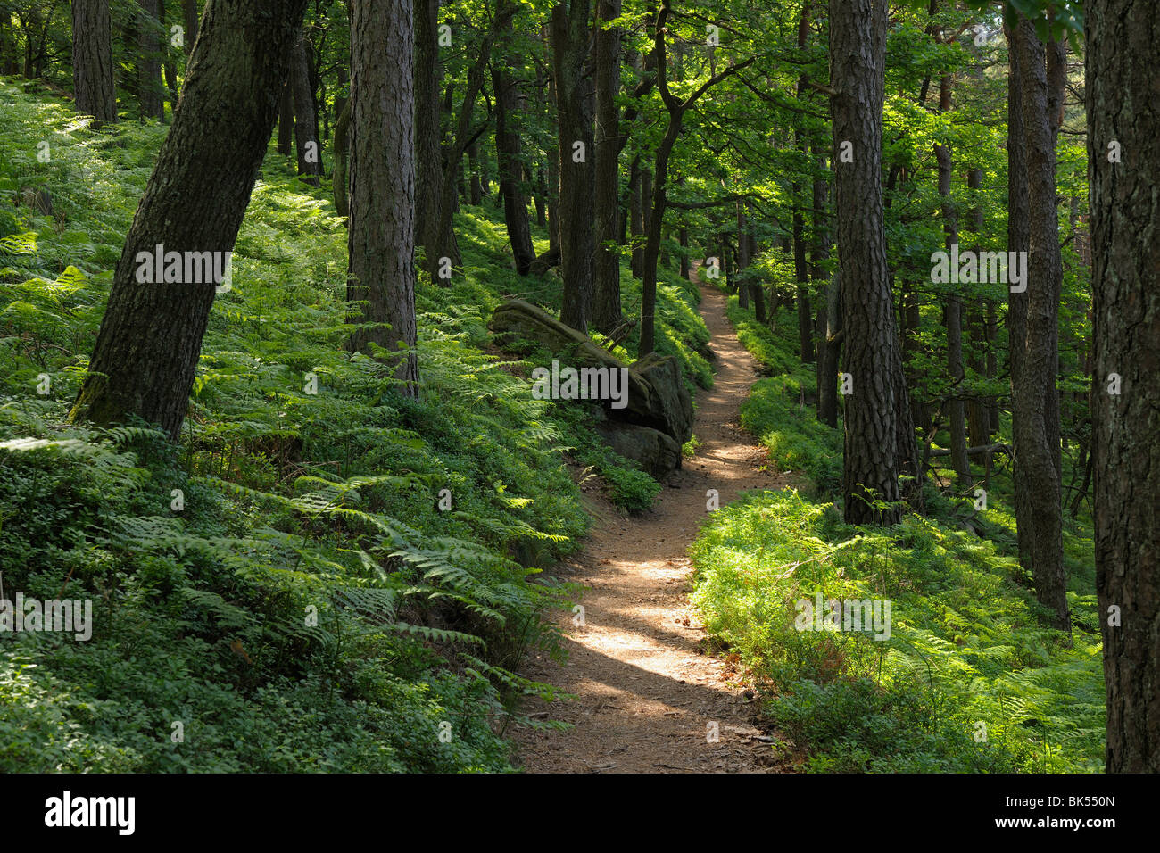 Kalmit, Palatinate Forest, Rhineland-Palatinate, Germany Stock Photo ...