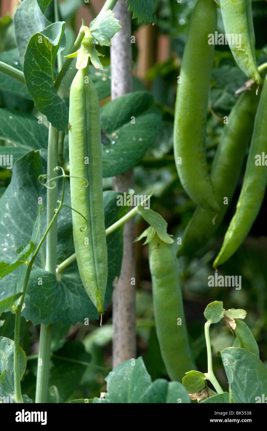 Peas Hurst Green Shaft Stock Photo Alamy