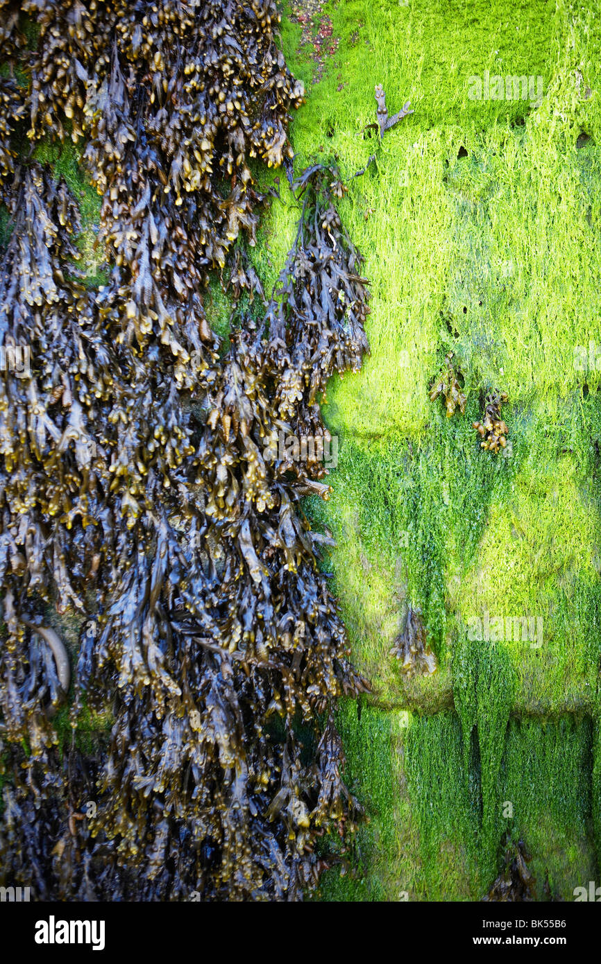 Seaweed Stock Photo