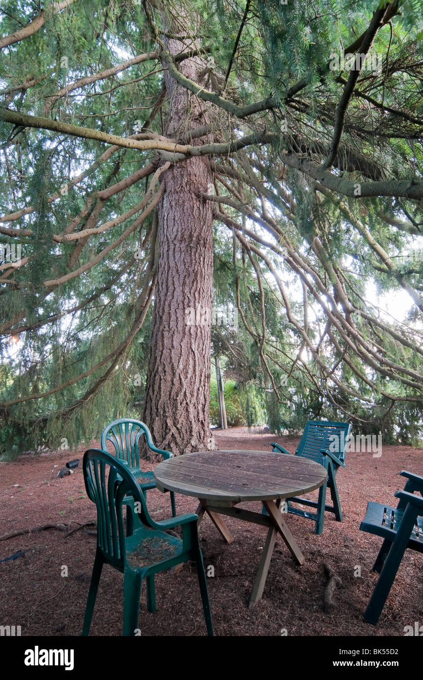 Chairs and Table Under Large Fir Tree, White Rock, British Columbia, Canada Stock Photo