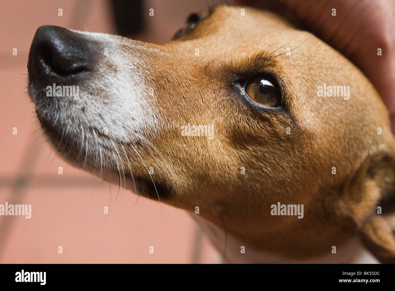 Close-up of Jack Russel dog. PR0903 Stock Photo