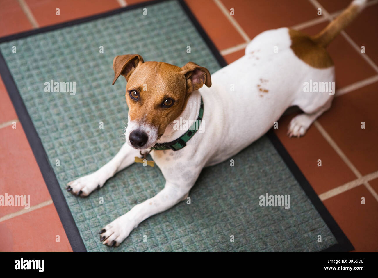 Smooth Coat Jack Russell Terrier Stock Photo