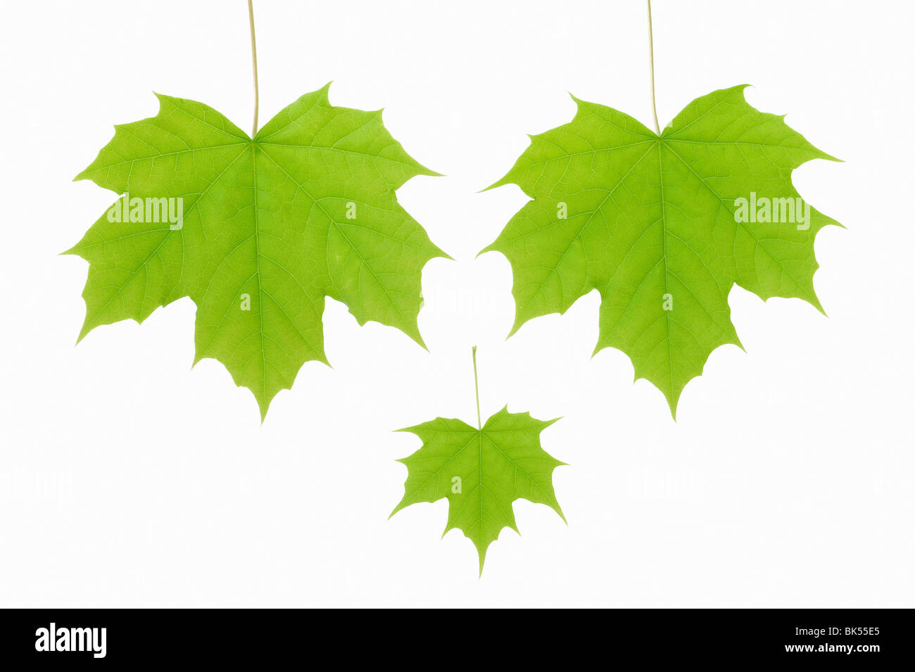 Leaves of Norway Maple Stock Photo