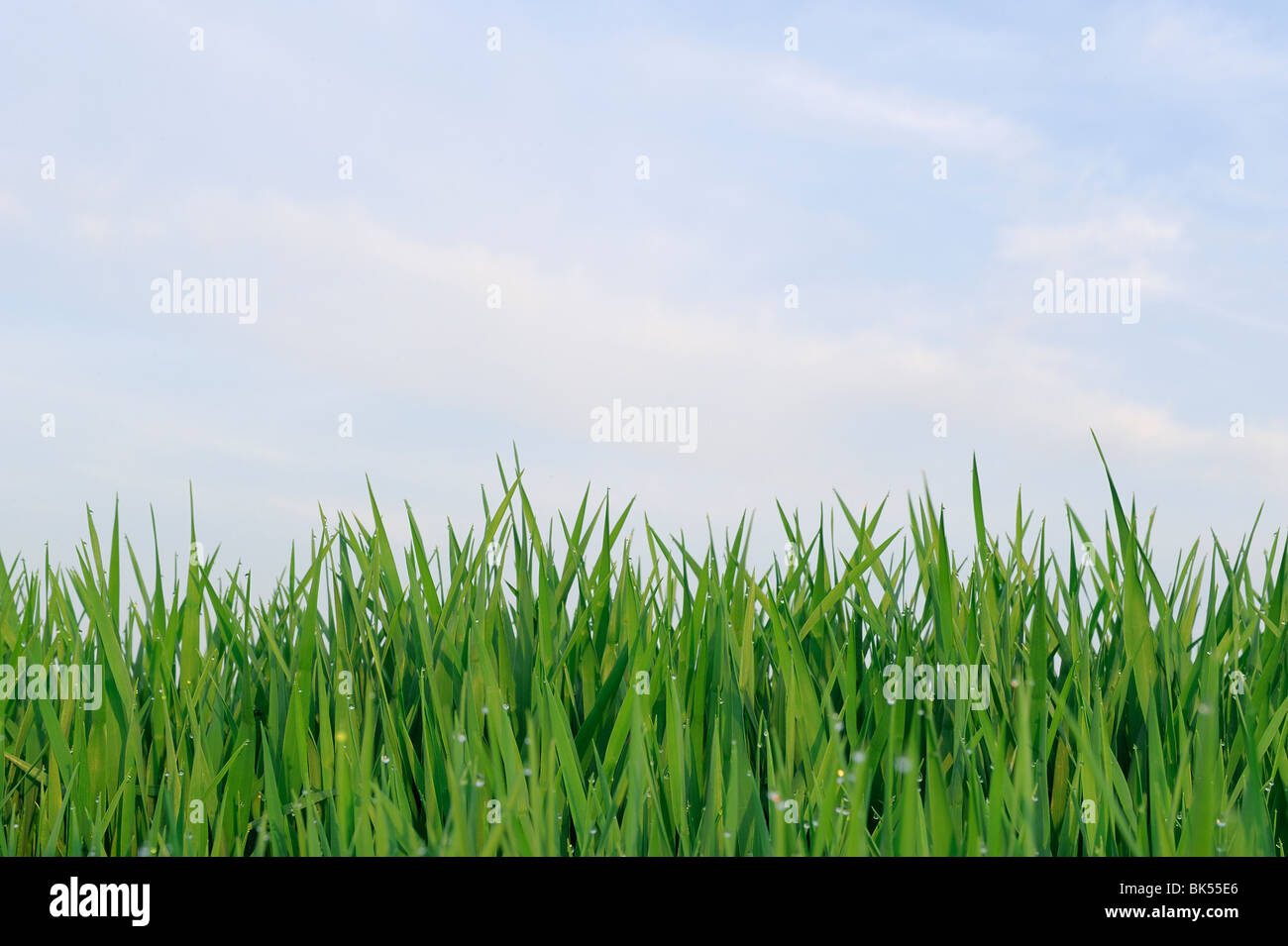 Wheat Field, Bavaria, Germany Stock Photo - Alamy