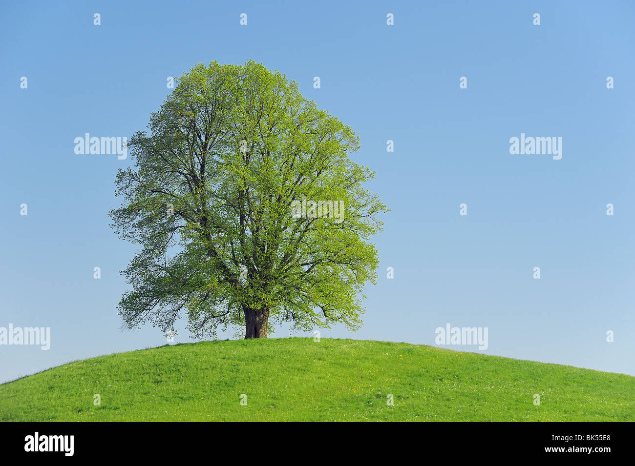 Lime Tree, Canton of Zurich, Switzerland Stock Photo Alamy