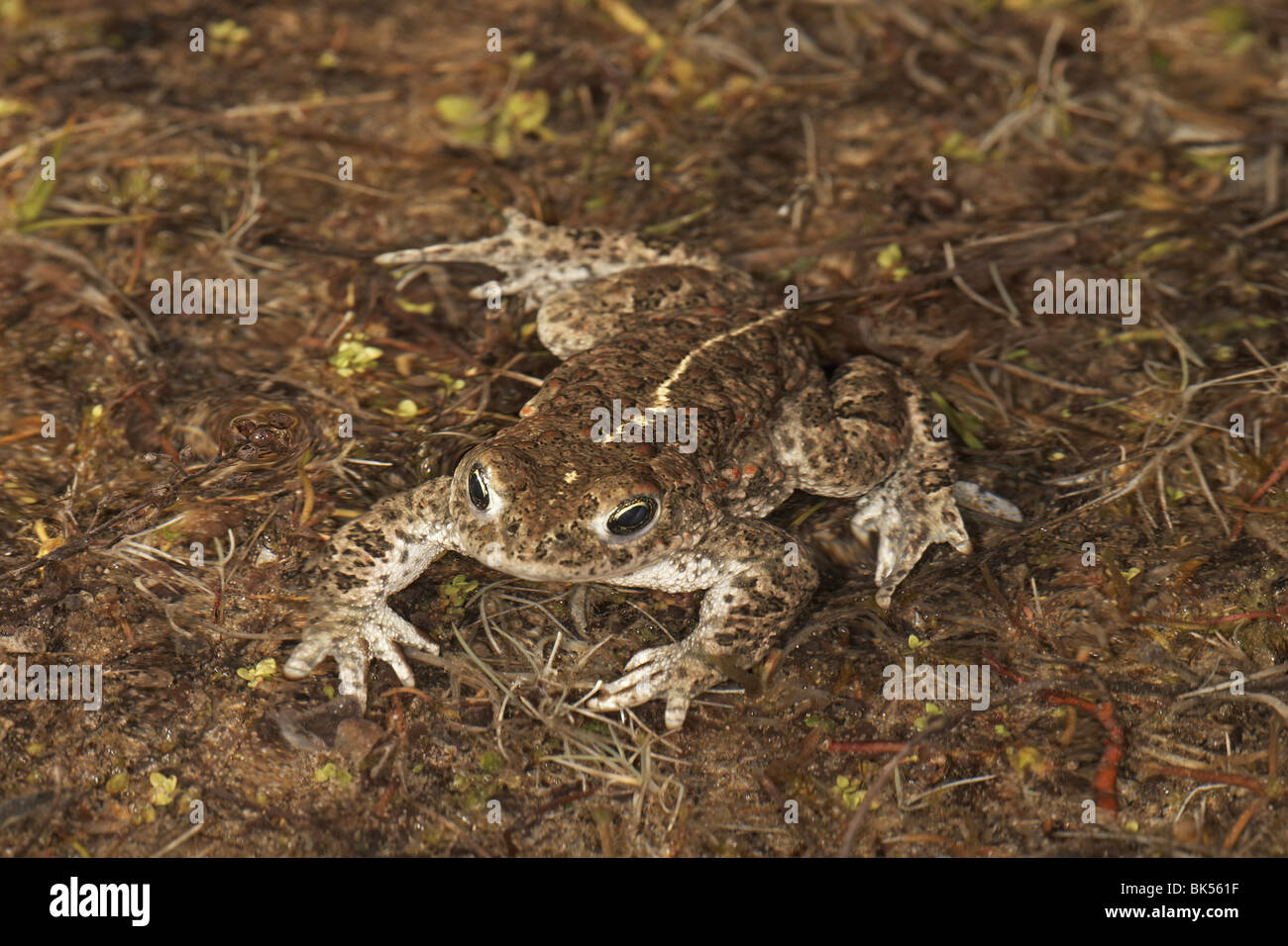 Natterjack toad, Bufo calamita Ainsdale sand dunes nature reserve, Merreyside, UK. Stock Photo