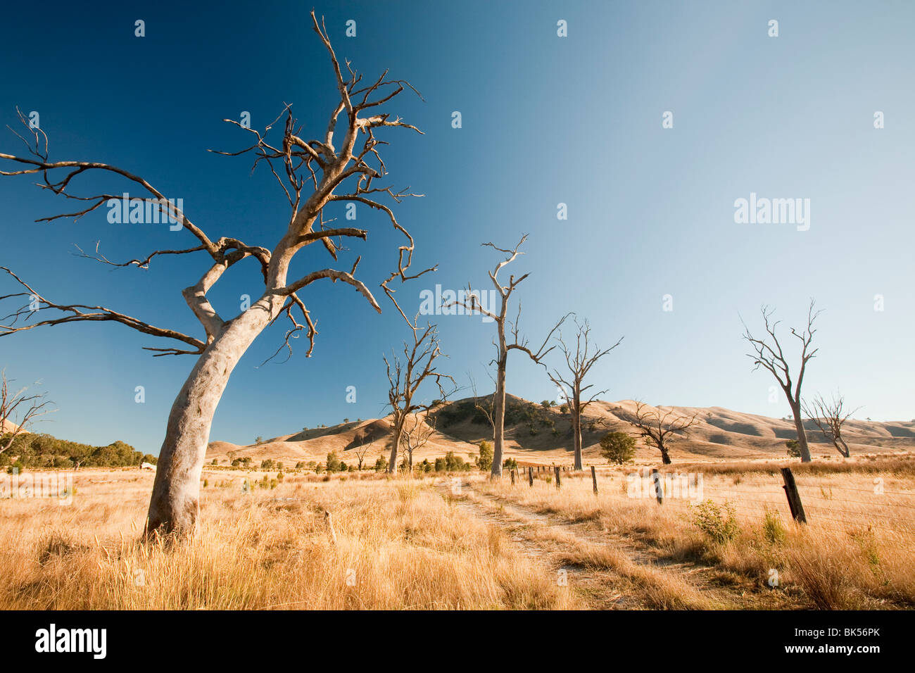 Trees that were killed when drowned by the construction of Lake Eildon, now stand high and dry due to the drought, Australia. Stock Photo