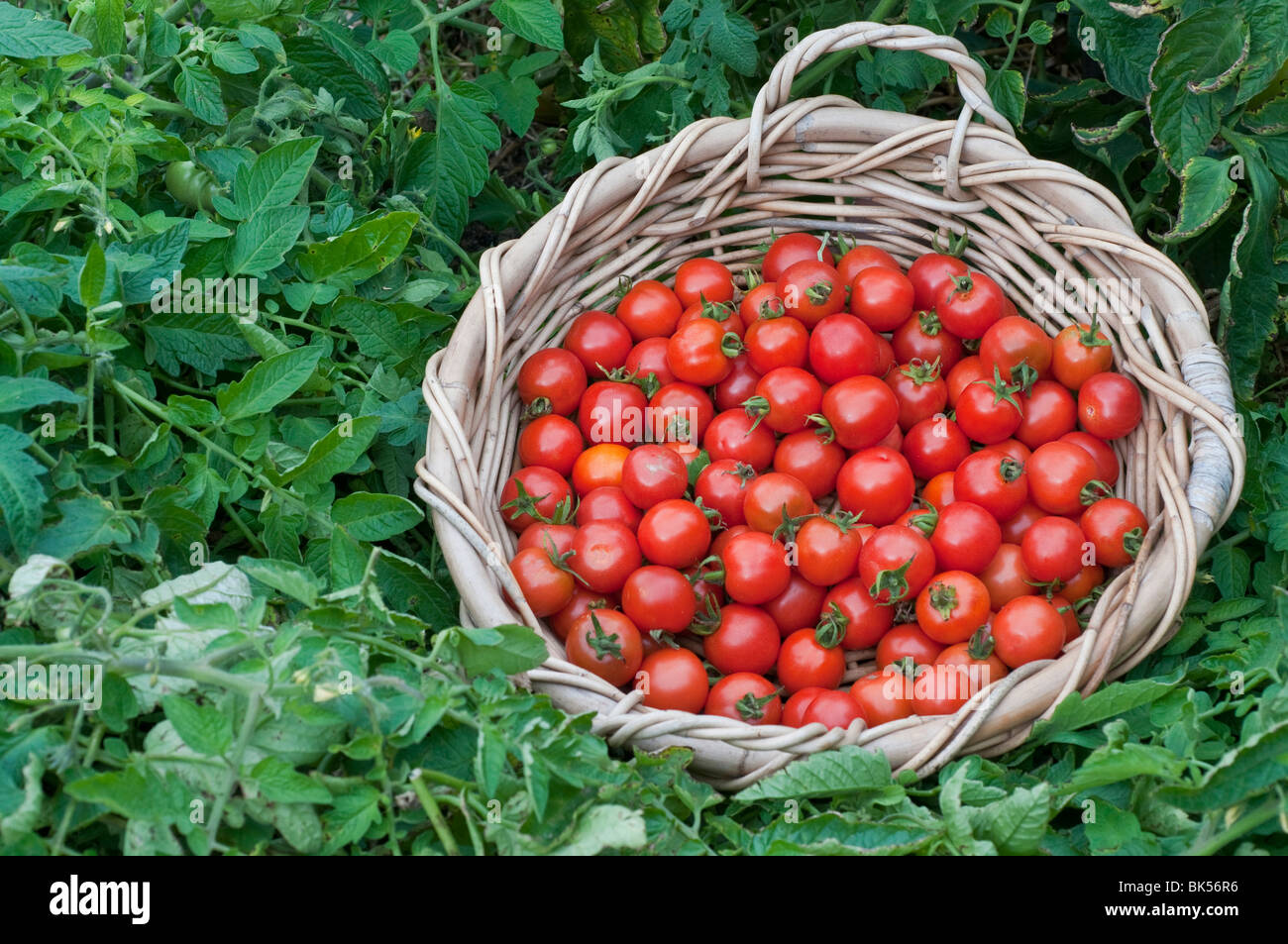Freshly harvested cherry tomatoes in a basket Stock Photo - Alamy