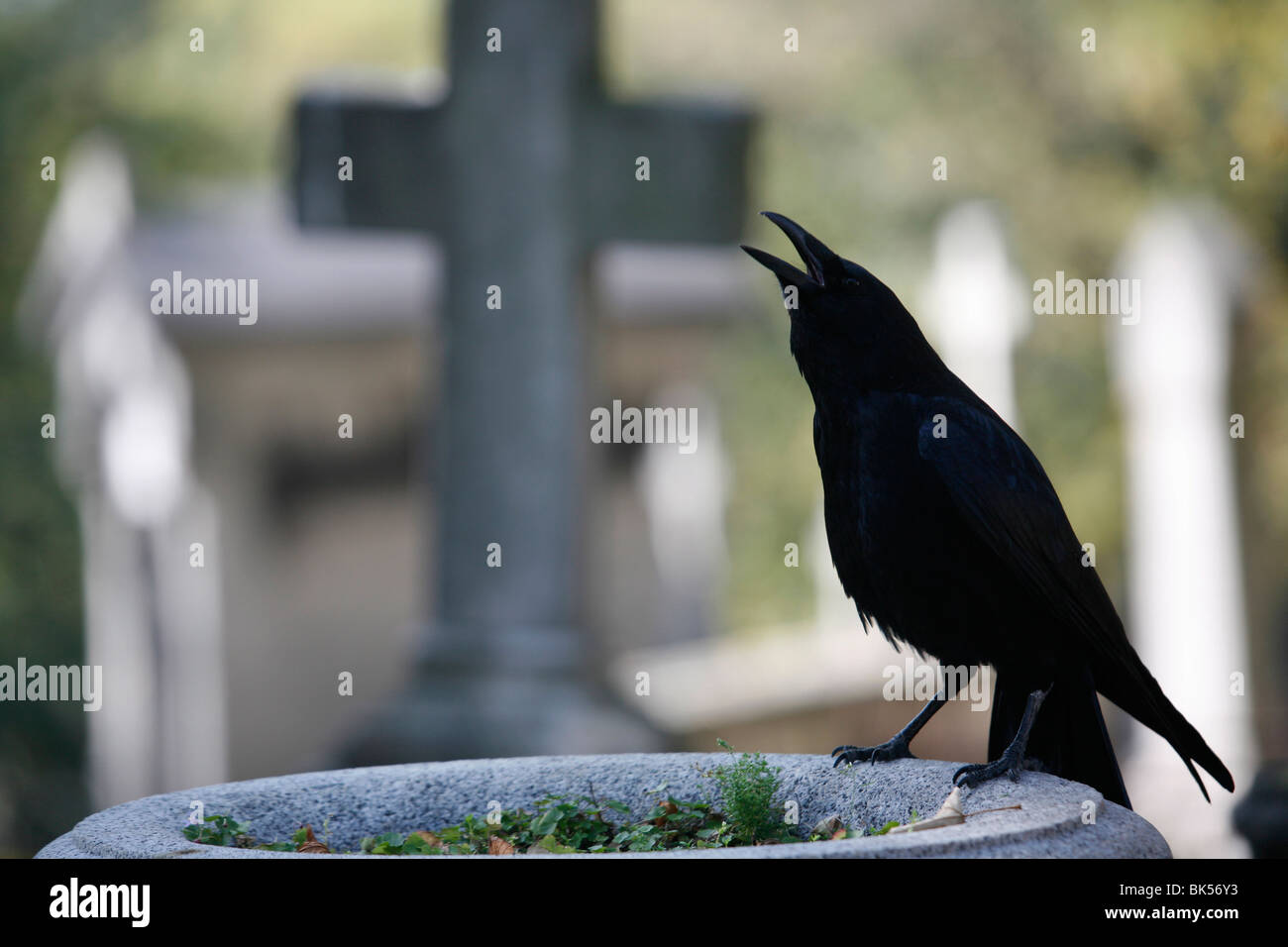 Crow on a grave, Paris, Ile de France, France, Europe Stock Photo