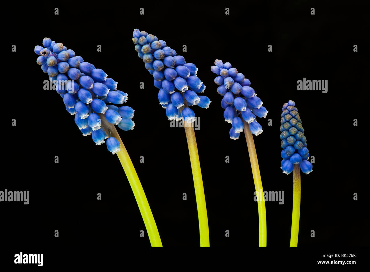 Grape Hyacinths against a black background Stock Photo