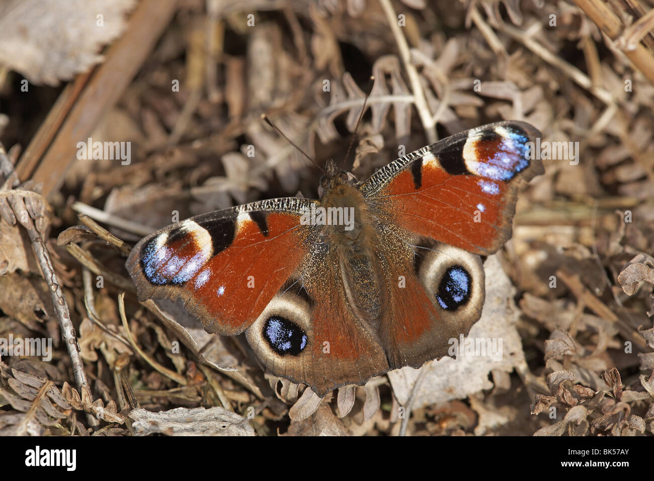 Peacock, Inachis io, butterfly Stock Photo