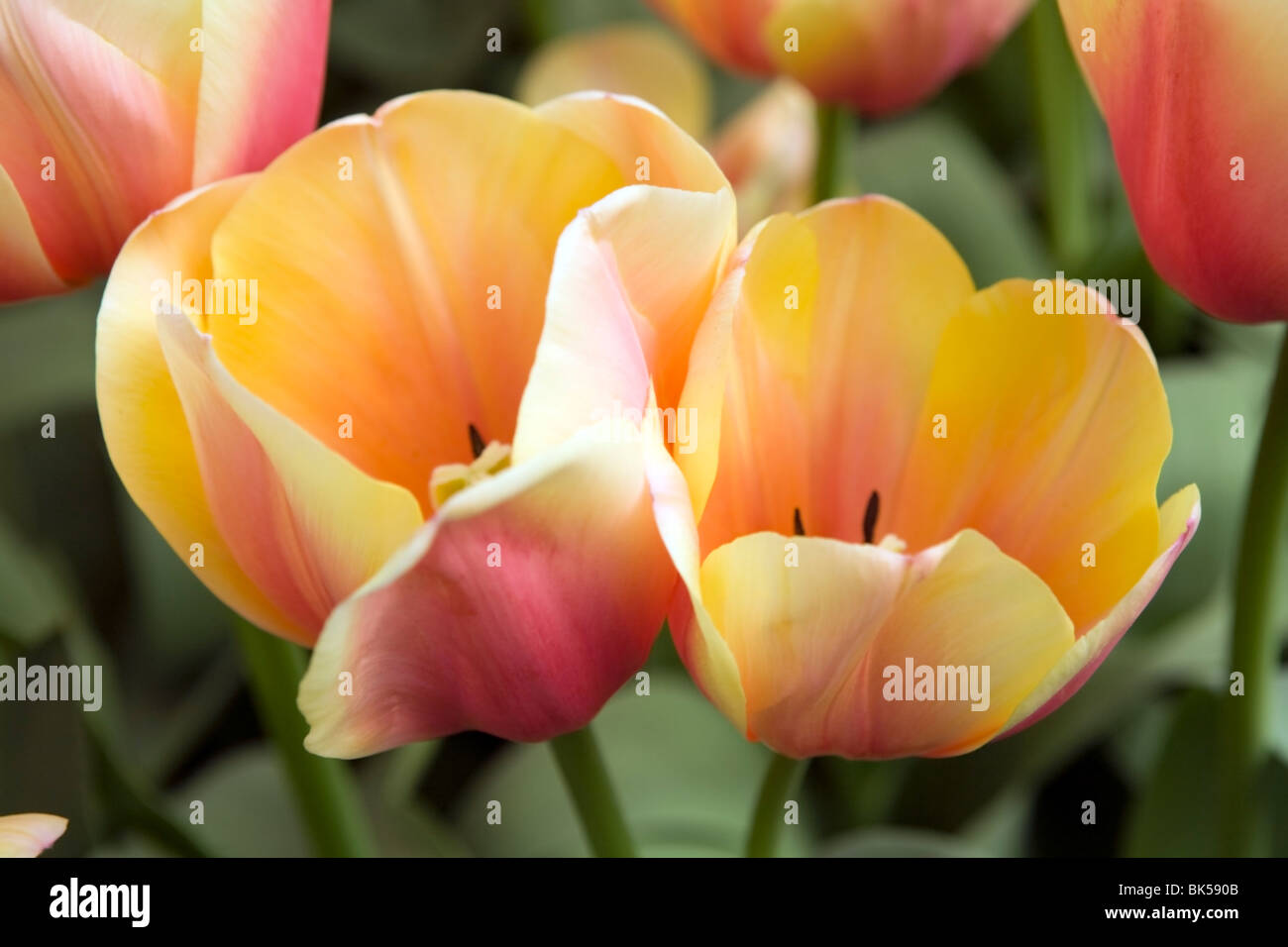 Tulips in the Keukenhof, largest tulip garden in the Netherlands Stock Photo