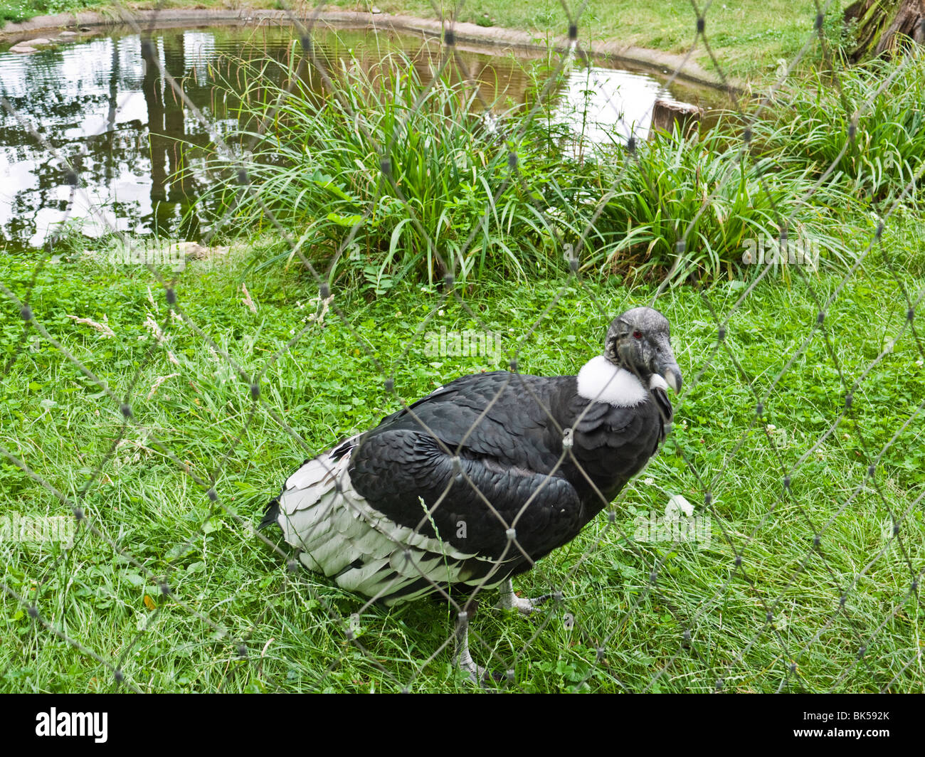 Andean Condor At The Zoologischer Garten Berlin Berlin Zoo Stock Photo Alamy