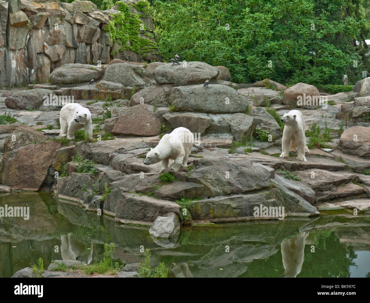 Three Polar Bears At The Zoologischer Garten Berlin Berlin Zoo