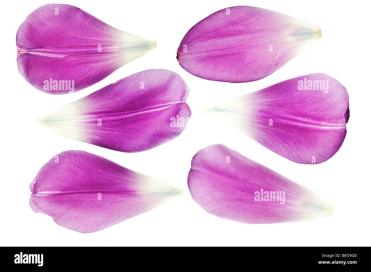 purple tulip petals isolated on white background Stock Photo