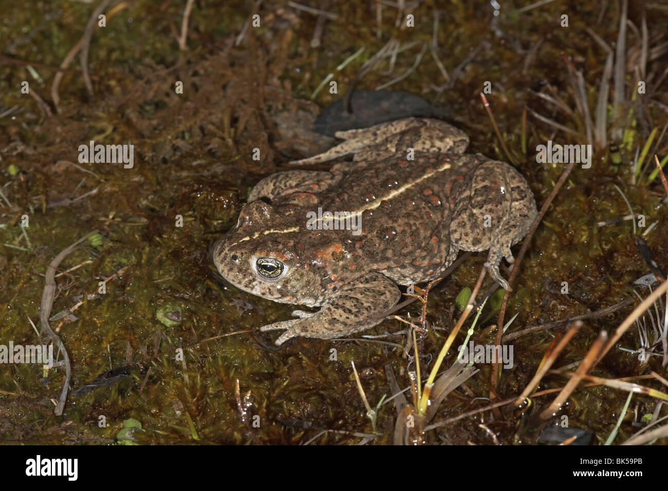 Natterjack toad, Bufo calamita Ainsdale sand dunes nature reserve, Merreyside, UK. Stock Photo