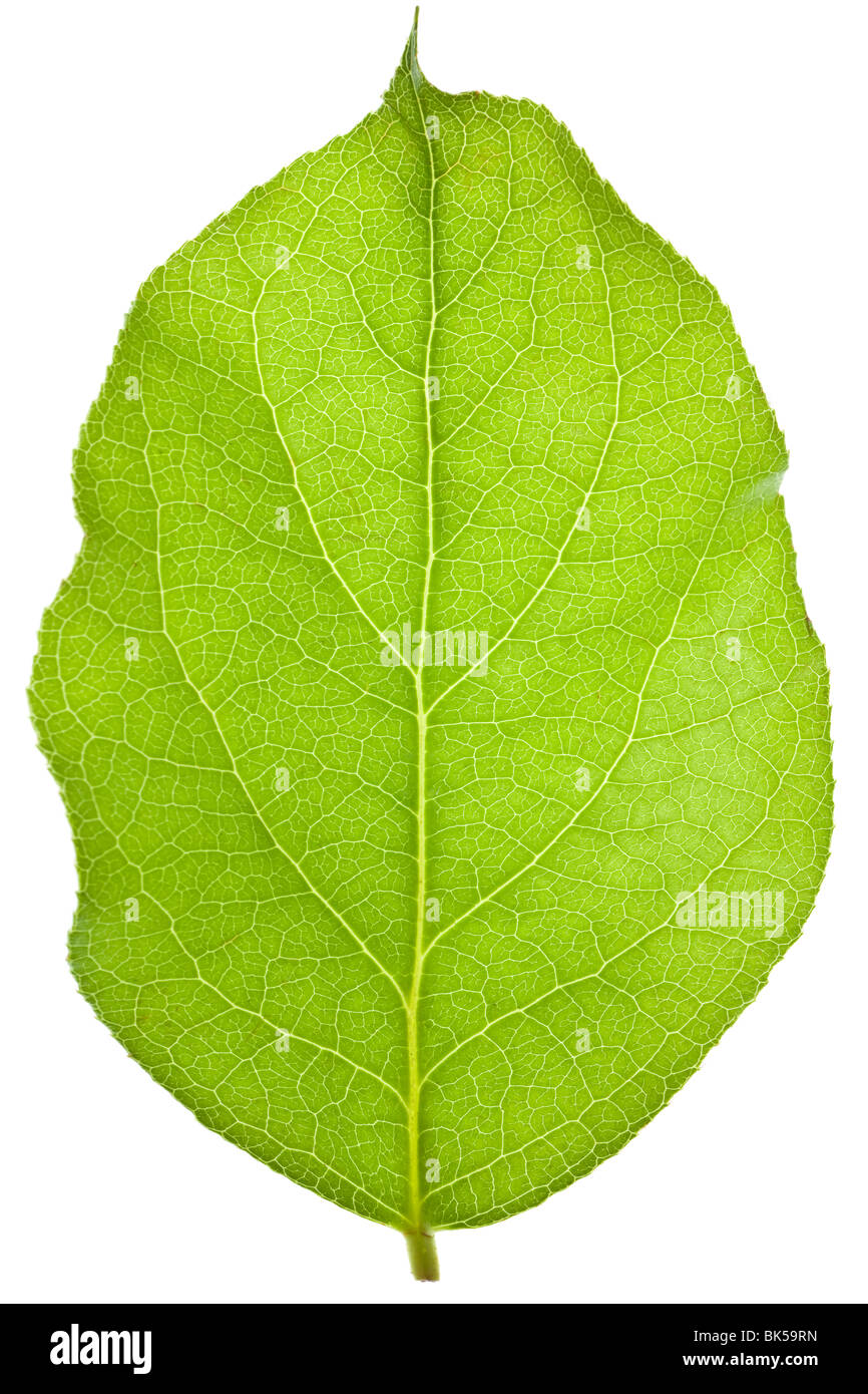 green leaf isolated on a white background Stock Photo