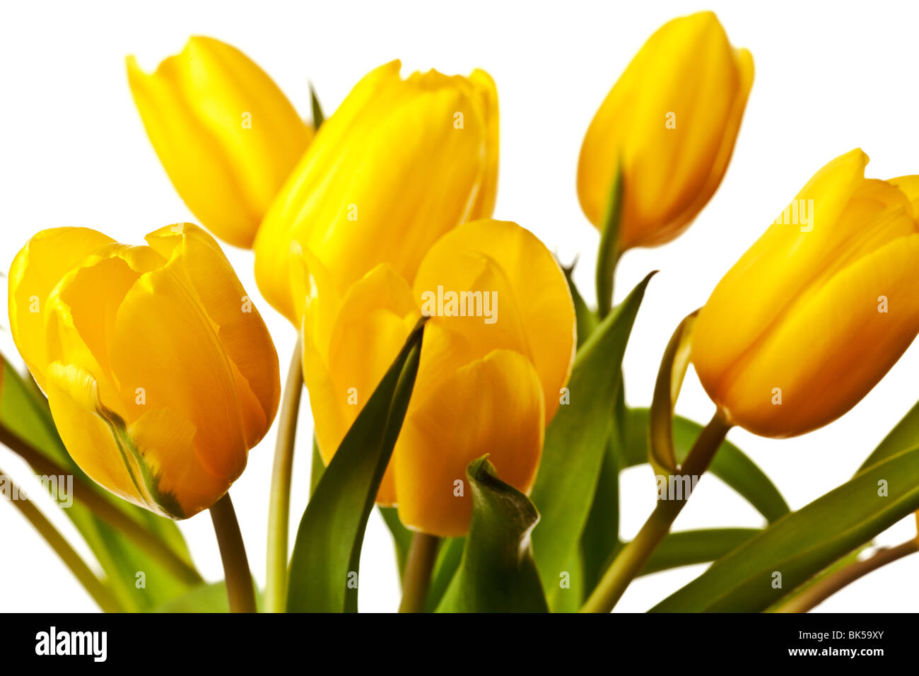 yellow tulips isolated on pure white background Stock Photo - Alamy
