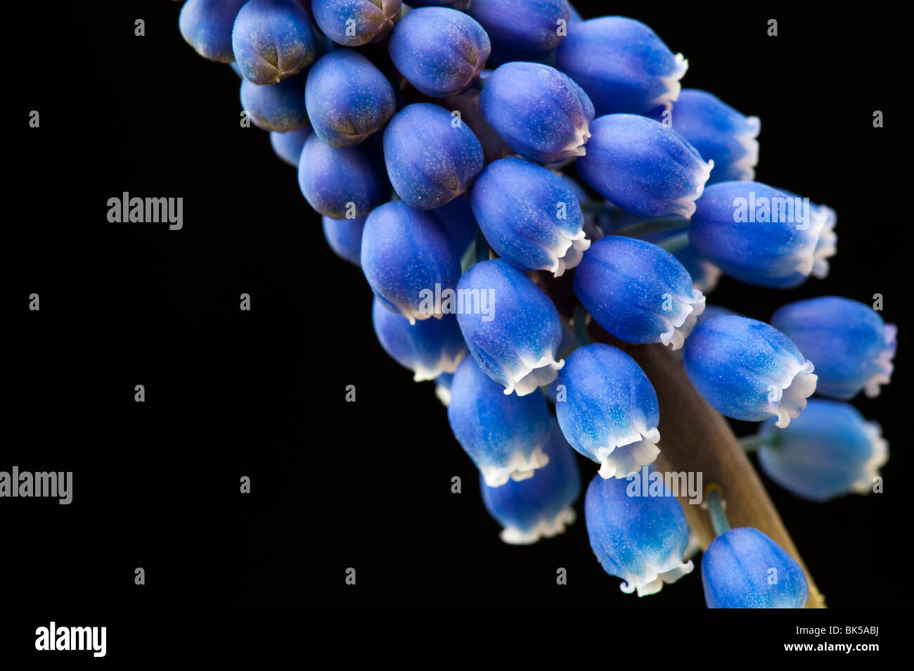 Grape Hyacinths against a black background Stock Photo
