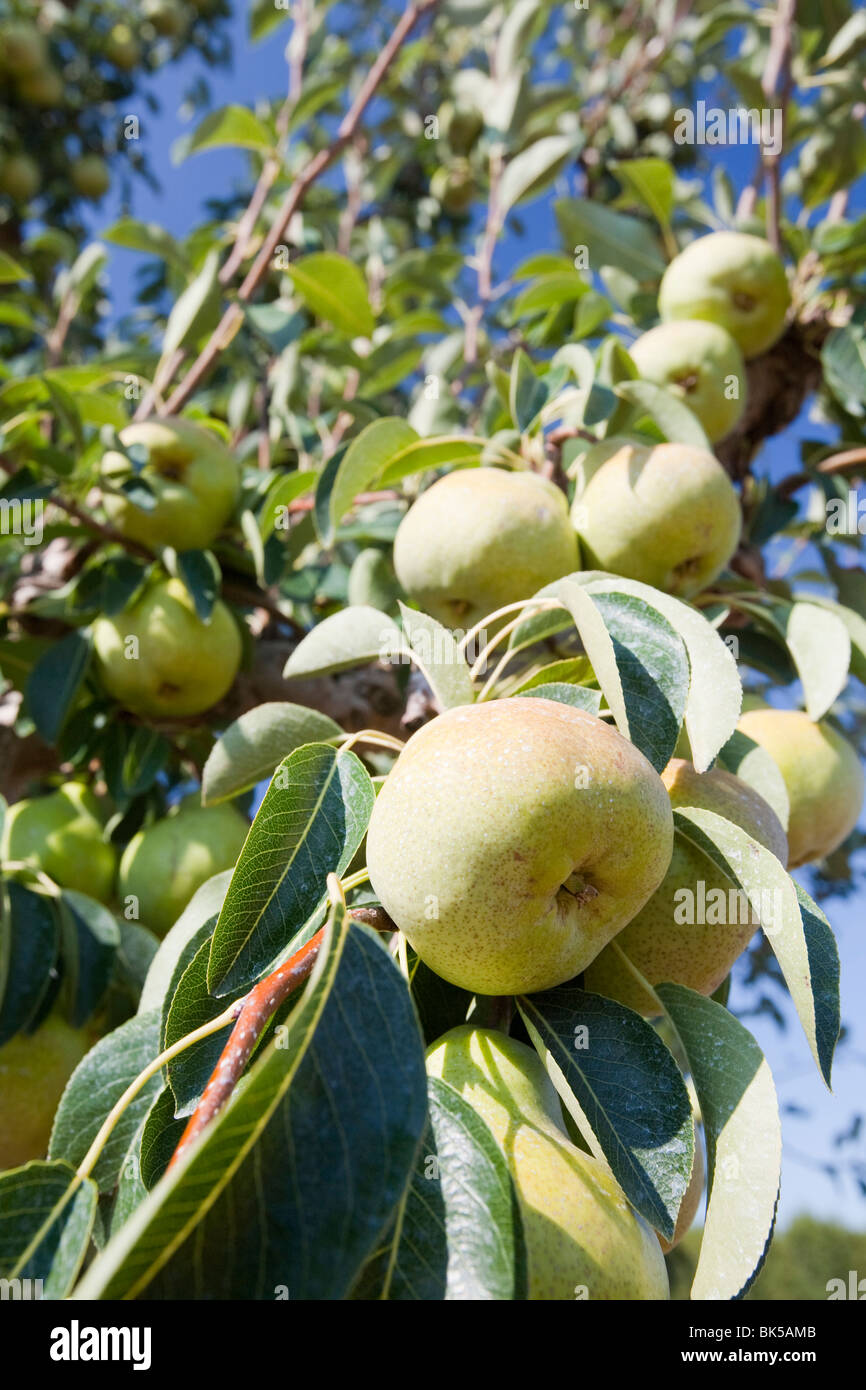 An apple orchard near Shepperton, Victoria, Australia Stock Photo Alamy