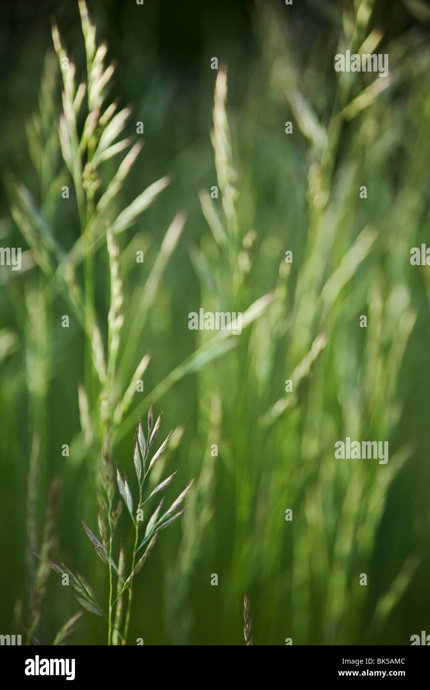 green grass background Stock Photo